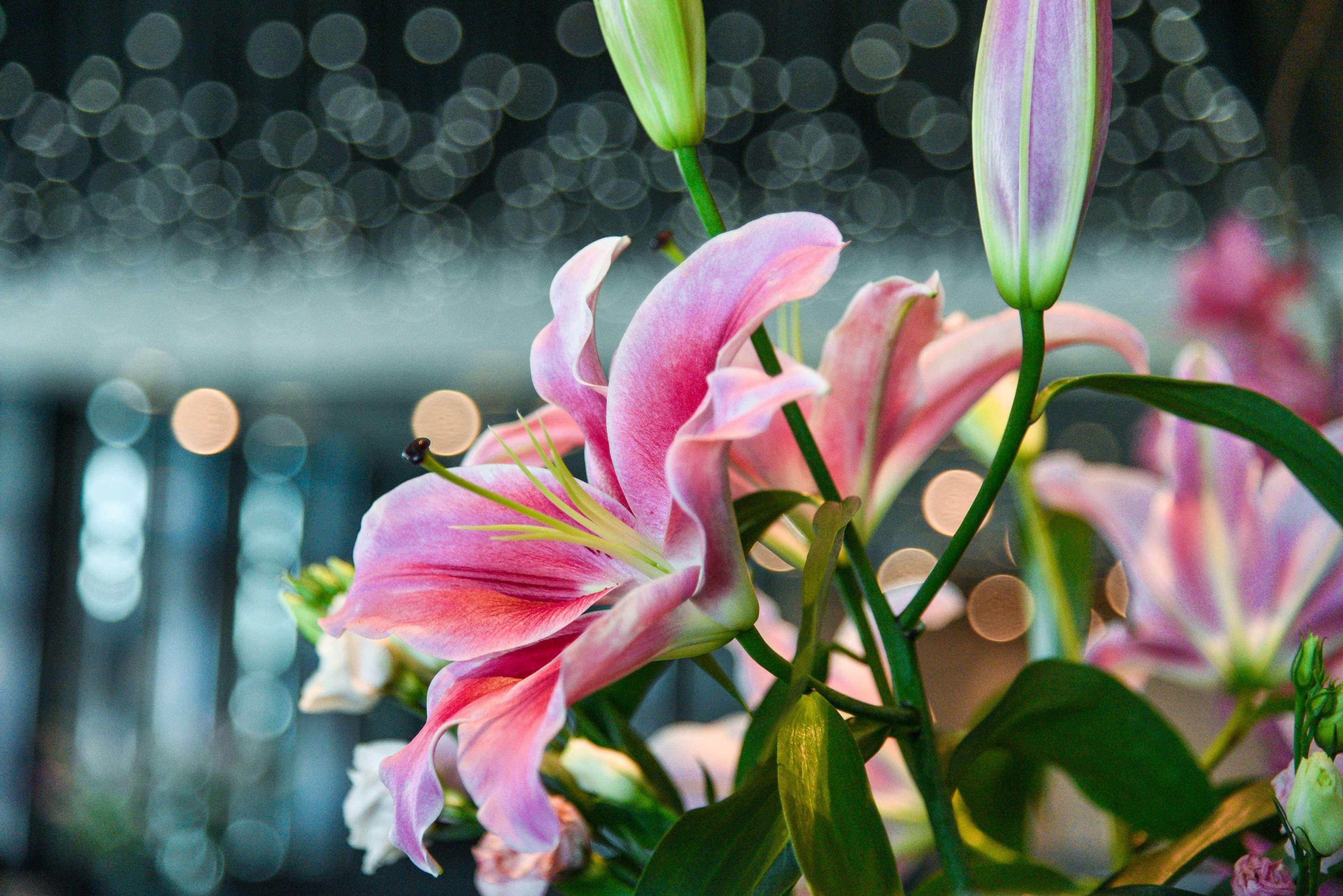 多哈柏悦酒店 外观 照片 Lilium × hybridum